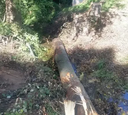 Bezpieczniej w Zębowicach po wycince zagrażających drzew